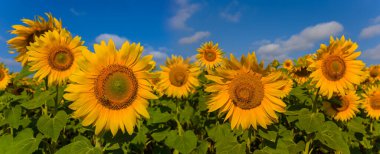 Kapalı yaz ayçiçeği mavi gökyüzü arka planında, tarımsal arka planda