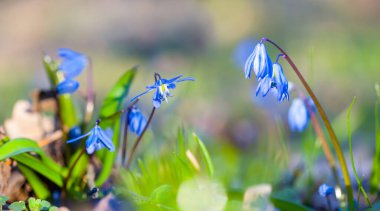 Ormanda bir yığın mavi bahar karı, güzel doğal bahar arkaplanı.