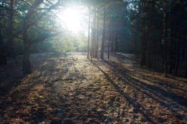 Çam ağacı ormanı sabahın erken saatlerinde güneşlenir.