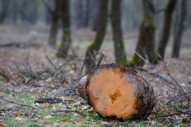 Ormanda bir çam ağacı gövdesi yığını, kereste endüstrisi geçmişi.