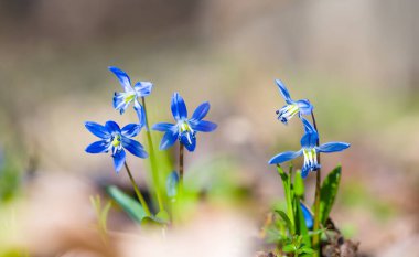 Yakın plan mavi Scilla kardelen çiçekleri bir ormanda, güzel bahar doğal arka plan