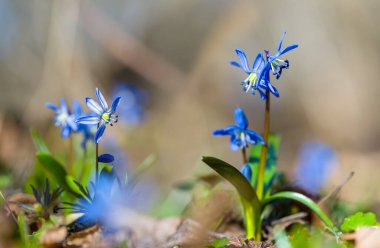 Yakın plan mavi Scilla kardelen çiçekleri bir ormanda, güzel bahar doğal arka plan