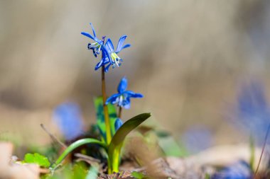 Yakın plan mavi Scilla kardelen çiçekleri bir ormanda, güzel bahar doğal arka plan
