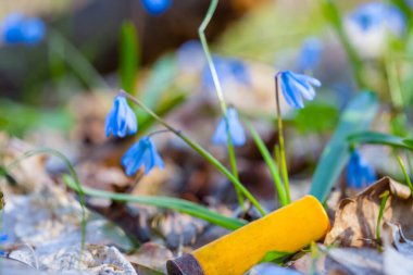 Silah fişeği ormandaki bahar çiçeklerinin arasında yatıyor.