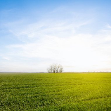 yeşil kırsal alan, günbatımında tek başına ağaç, kırsal alan.