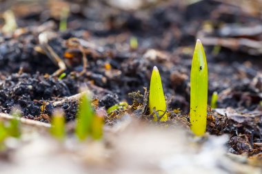 Yakın plan taze yeşil filizler topraktan büyür.
