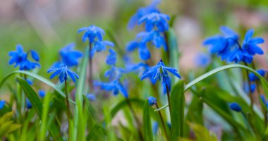 Yakın plan mavi Scilla kardelen çiçekleri bir ormanda, güzel bahar doğal arka plan