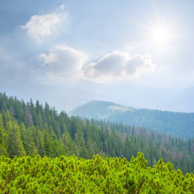 Yeşil yaz vadisi güneşli günde