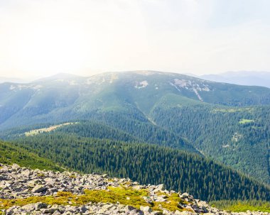 Yeşil yaz vadisi güneşli günde