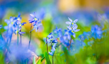 Yakın plan mavi Scilla kardelen çiçekleri bir ormanda, güzel bahar doğal arka plan