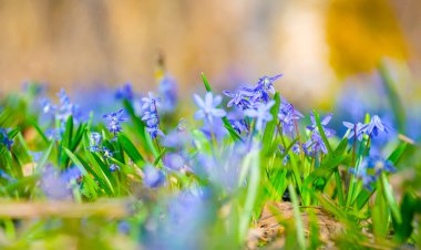 Yakın plan mavi Scilla kardelen çiçekleri bir ormanda, güzel bahar doğal arka plan