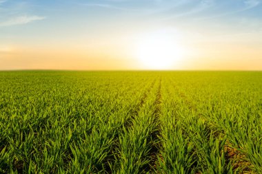 Gün batımında güzel yeşil kırsal alan, kırsal akşam manzarası