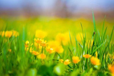 Güzel ilkbahar yeşil ormanı Çiçeklerle dolu