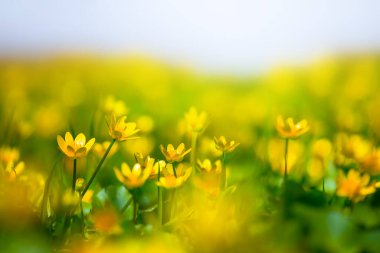 Güzel ilkbahar yeşil ormanı Çiçeklerle dolu