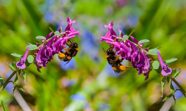 Orman çiçekli, arı çiçekli.