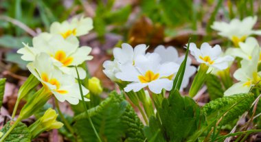 Ormanda bahar çiçekleri yığını, güzel bahar doğal arka plan.