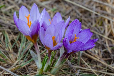Kapalı menekşe yığını kuru çimlerde, bahar doğal arka plan