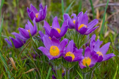 Kapalı menekşe, yabani çan çiçekleri çimenlerde