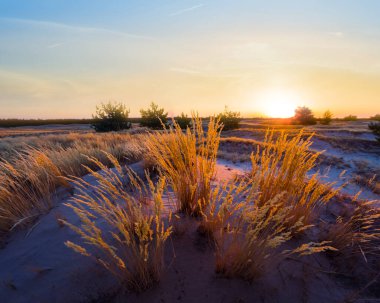 Güzel yaz çayırları gün batımında, doğal arka plan