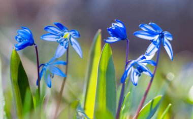 Yakın plan mavi Scilla kardelen çiçekleri bir ormanda, güzel bahar doğal arka plan