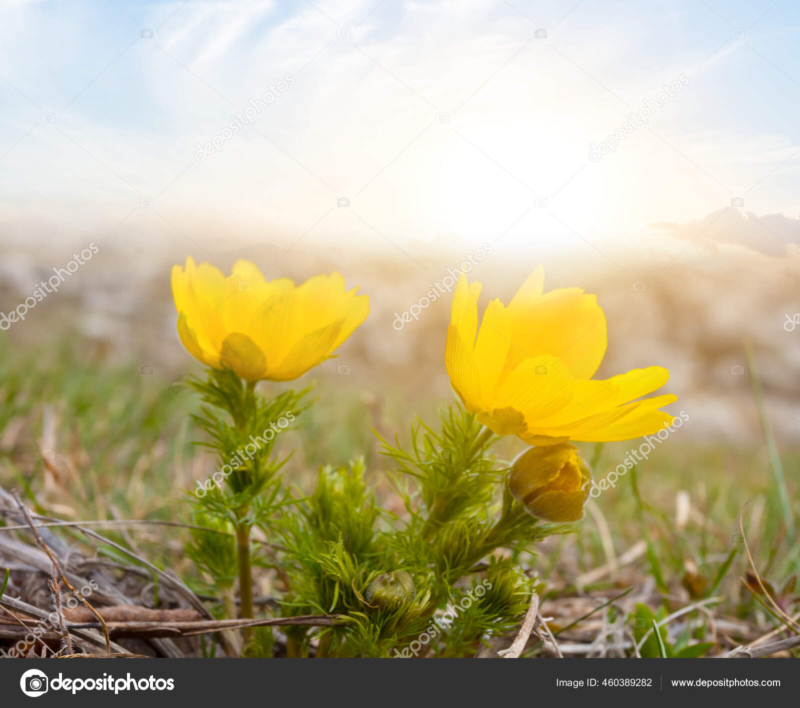 Closeup Heap Yellow Prairie Flowers Sunset Background Stock Photo Image By C York 76 460389282