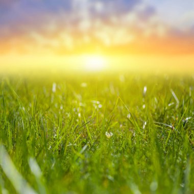 Dramatik günbatımında çimenli yeşil çayır, güzel kırsal arka plan
