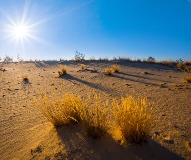 Sıcak güneşin ışığında kumlu çayır.