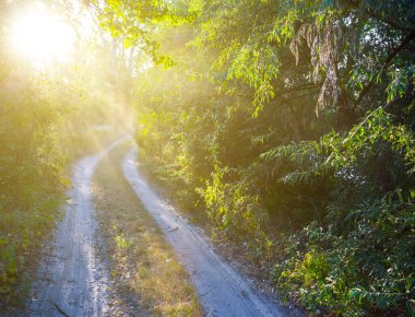 Güneş ışığında ormanın içinden geçen toprak yol.