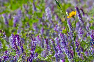 Kapalı kır çiçekleri, yaz aylarında kırsal alanlar.