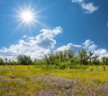 Yoğun bulutlu gökyüzü altında çiçekli yaz bozkırları, kırsal doğal manzara