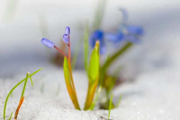 beautiful blue snowdrop flowers growth through a snow, beautiful spring background