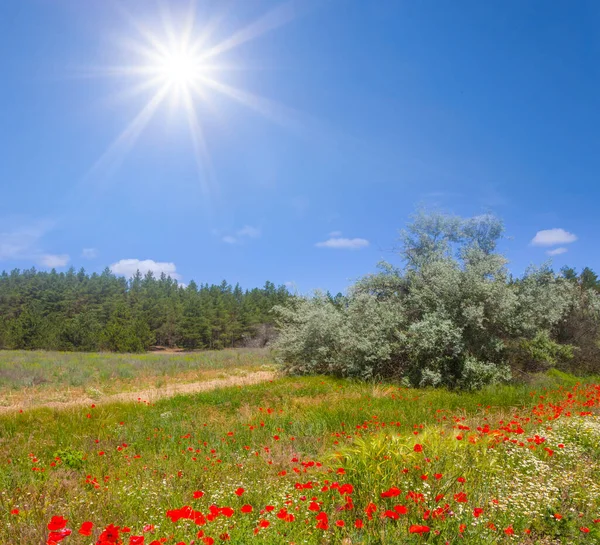 Summer Forest Glade Red Poppy Flowers Sparkle Sun — Stock fotografie