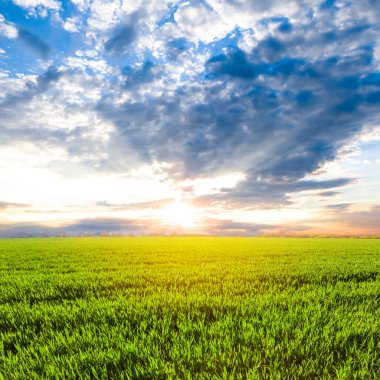 green rural field at the sunset, natural village scene