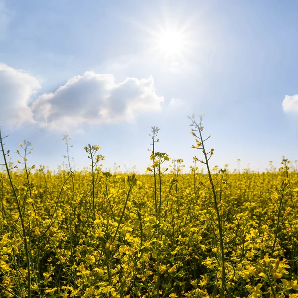 Yellow Rape Field Sparkle Sun Summer Natural Countryside Landscape — Foto Stock