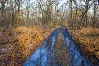 dirty ground road in spring forest