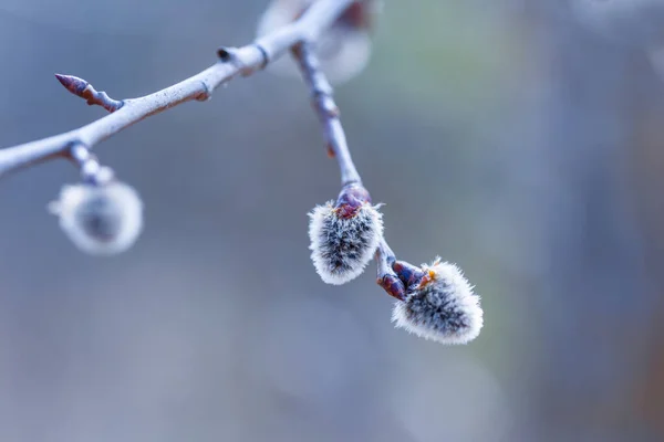 Nahaufnahme Baumzweig Blüte Frühling Hintergrund — Stockfoto