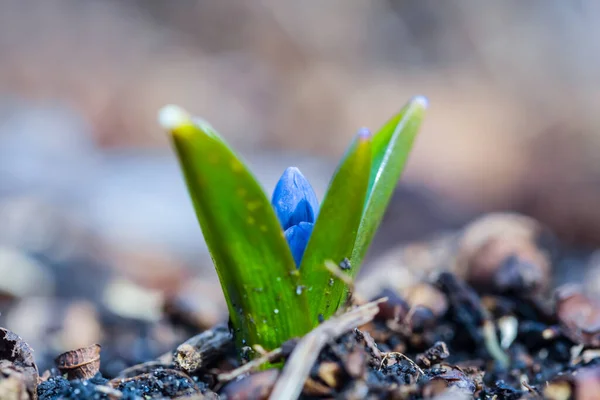 Closeup Blue Spring Scilla Flower Forest Beautiful Natural Spring Background — Stockfoto