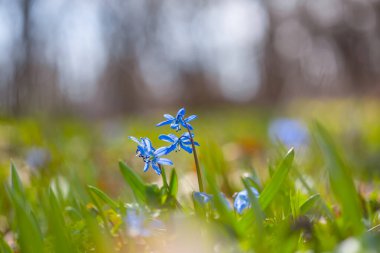 closeup blue spring Scilla flower in a forest, beautiful natural spring background