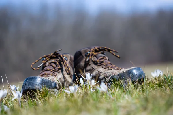 Closeup Pair Touristic Boot Forest Glade Flowers — Stok fotoğraf