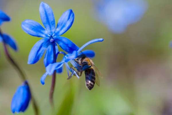 Closeup Bee Sit Blue Snowdrop Flower Outdoor Natural Background — Stock Photo, Image