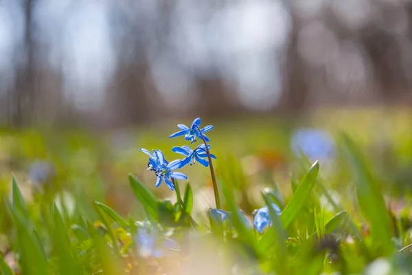 Closeup Blue Spring Scilla Flower Forest Beautiful Natural Spring Background — ストック写真