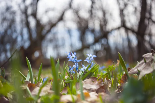 Closeup Blue Spring Scilla Flower Forest Beautiful Natural Spring Background — Stock Photo, Image