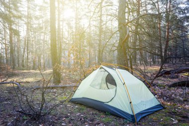closeup touristic tent stay in forest glade
