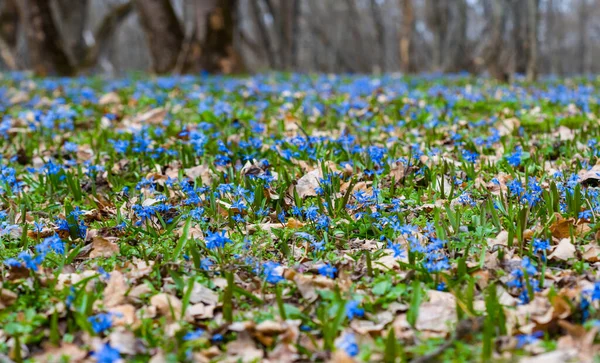 Beautiful Spring Forest Glade Covered Blue Snowdrop Flowers — Stok fotoğraf