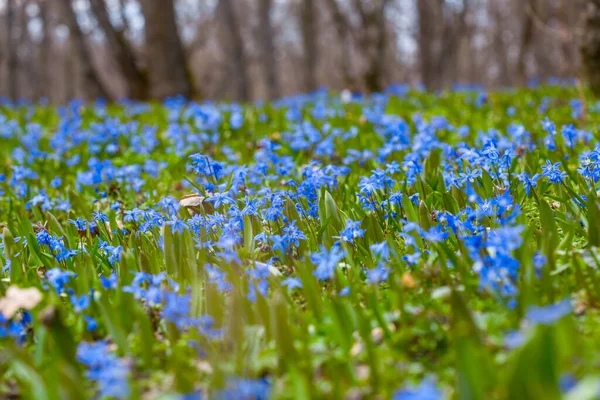 Beautiful Spring Forest Glade Covered Blue Snowdrop Flowers — Stock Photo, Image