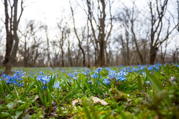 Closeup Blue Spring Scilla Flower Forest Beautiful Natural Spring Background — Stock Photo, Image