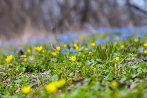 Beautiful Spring Forest Glade Covered Blue Snowdrop Flowers — Stock Photo, Image