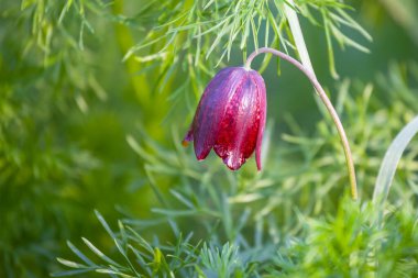 Yeşil çimenlikteki vahşi çan çiçeği, güzel bir çiçek doğal arka plan.