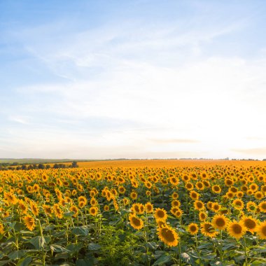 Günbatımında ayçiçeği tarlası, tarım geçmişi