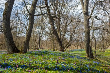 Orman açıklığı mavi kardelen çiçekleriyle kaplı, kırsal alan doğal arka plan